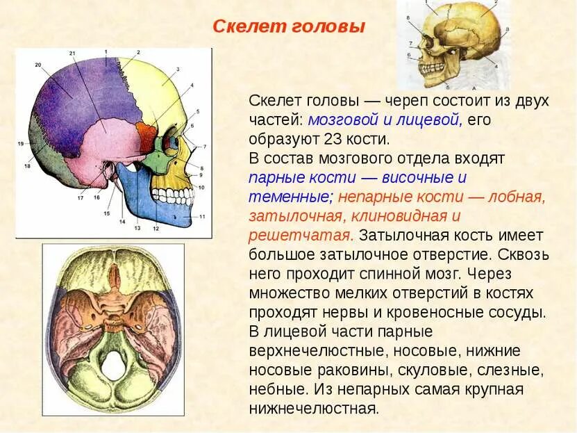 Скелет головы функции. Отделы черепа человека анатомия. Кости черепа человека по отделам. Кости черепа анатомия. Парные и непарные кости мозгового отдела черепа.