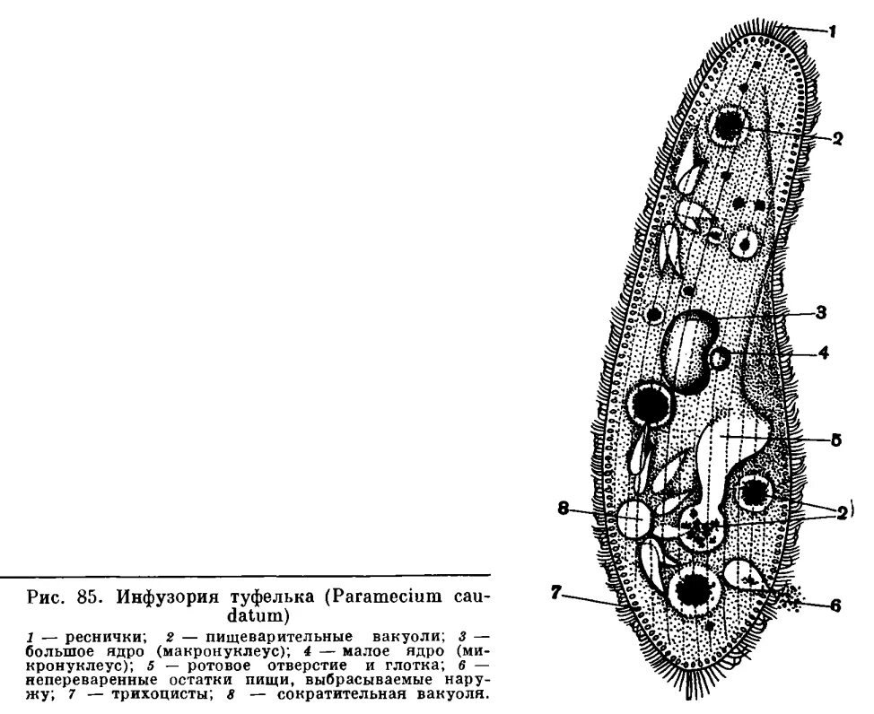 Строение инфузории туфельки. Инфузория туфелька строение. Строение клетки инфузории туфельки. Инфузория туфелька строение тела. Инфузория туфелька структура