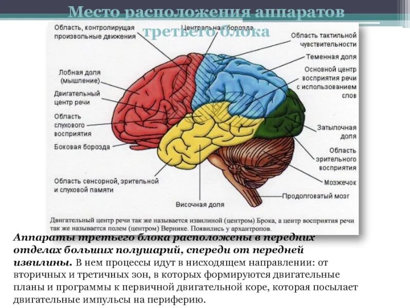 Структурно функциональная организация мозга по Лурия. Структурно-функциональная организация мозга 3 блока. Структурно-функциональная модель мозга по а.р Лурии. Блоки мозга по Лурия. Основные центры внимания