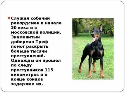 Доберман описание