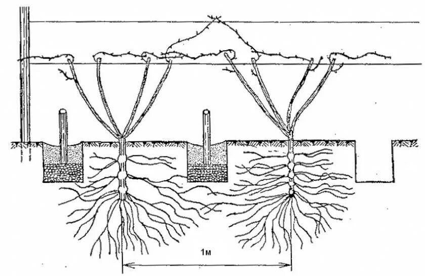 Схема посадки винограда. Схема высадки винограда в грунт. Посадка саженцев винограда под наклоном. Схема посадки виноградных кустов. Метод посадки винограда.