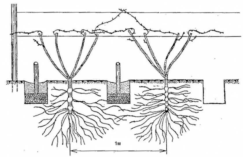 Девичий виноград схема посадки. Схема посадки винограда Алешенькин. Виноград девичий норма посадки. Схема высадки виноградник. Как посадить виноград без корня