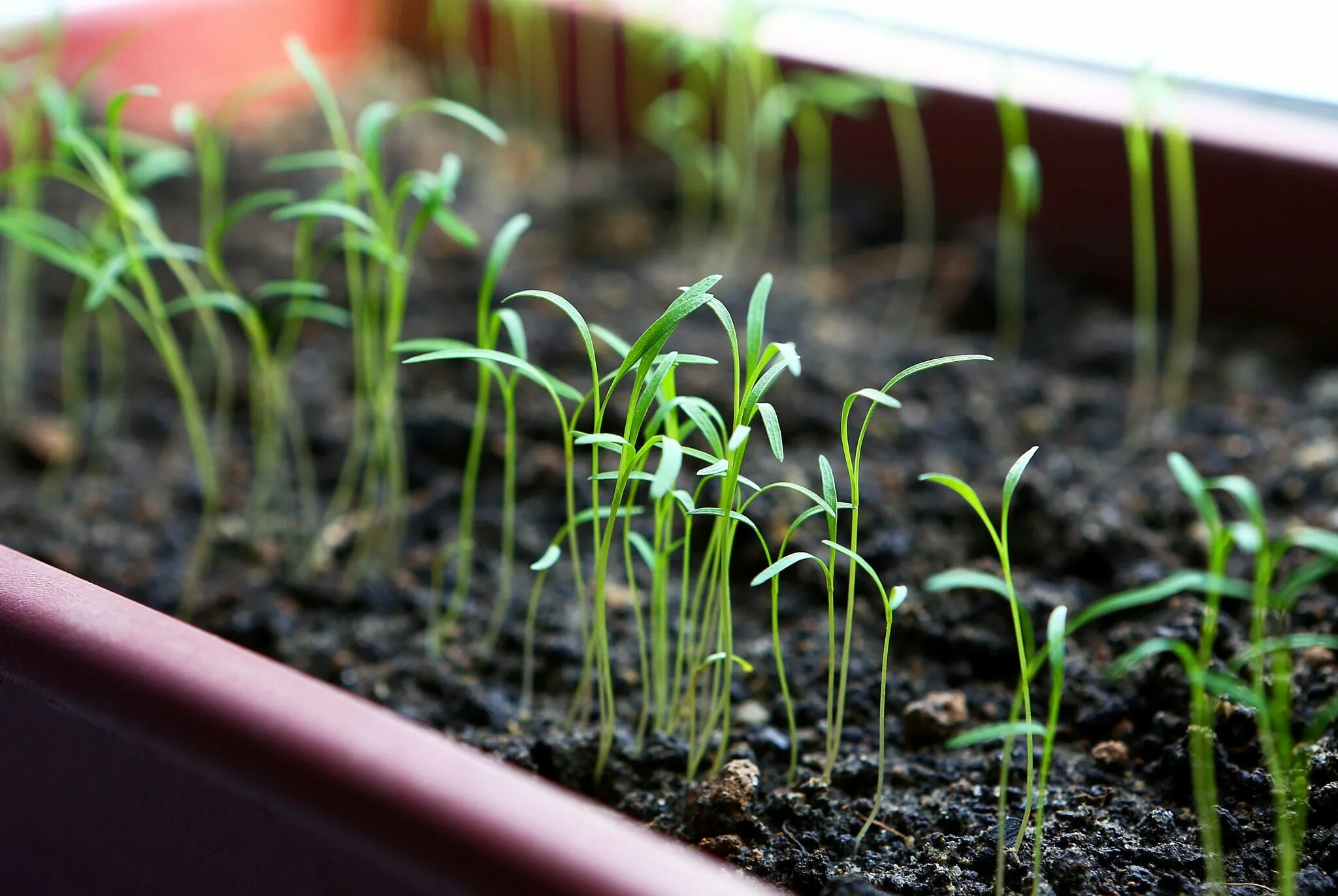 Наблюдение за рассадой укропа. Пророститьсемена моркови. Проростки петрушки. Всход семян петрушки. Розмарин пикировка рассады.