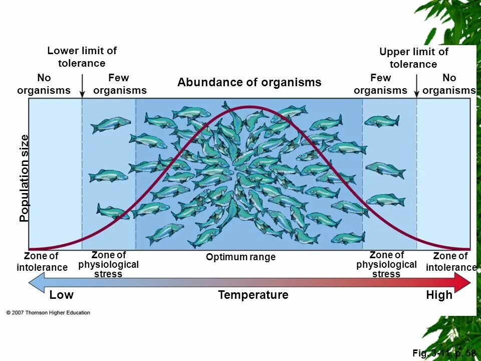 Low limit. Range of tolerance. low of tolerance. lower limit. temperature tolerance graph of terrestrial organisms.
