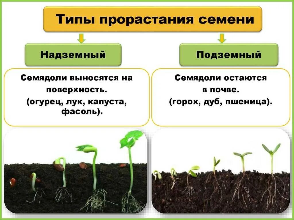 В процессе роста растений происходит выберите. Прорастание семян покрытосеменных. Прорастание семян проросток. Этапы прорастания. Типы прорастания семян.