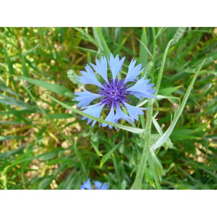 Centaurea cyanus лист. Василек Луговой листья. Василек синий лист. Листики Васильков.