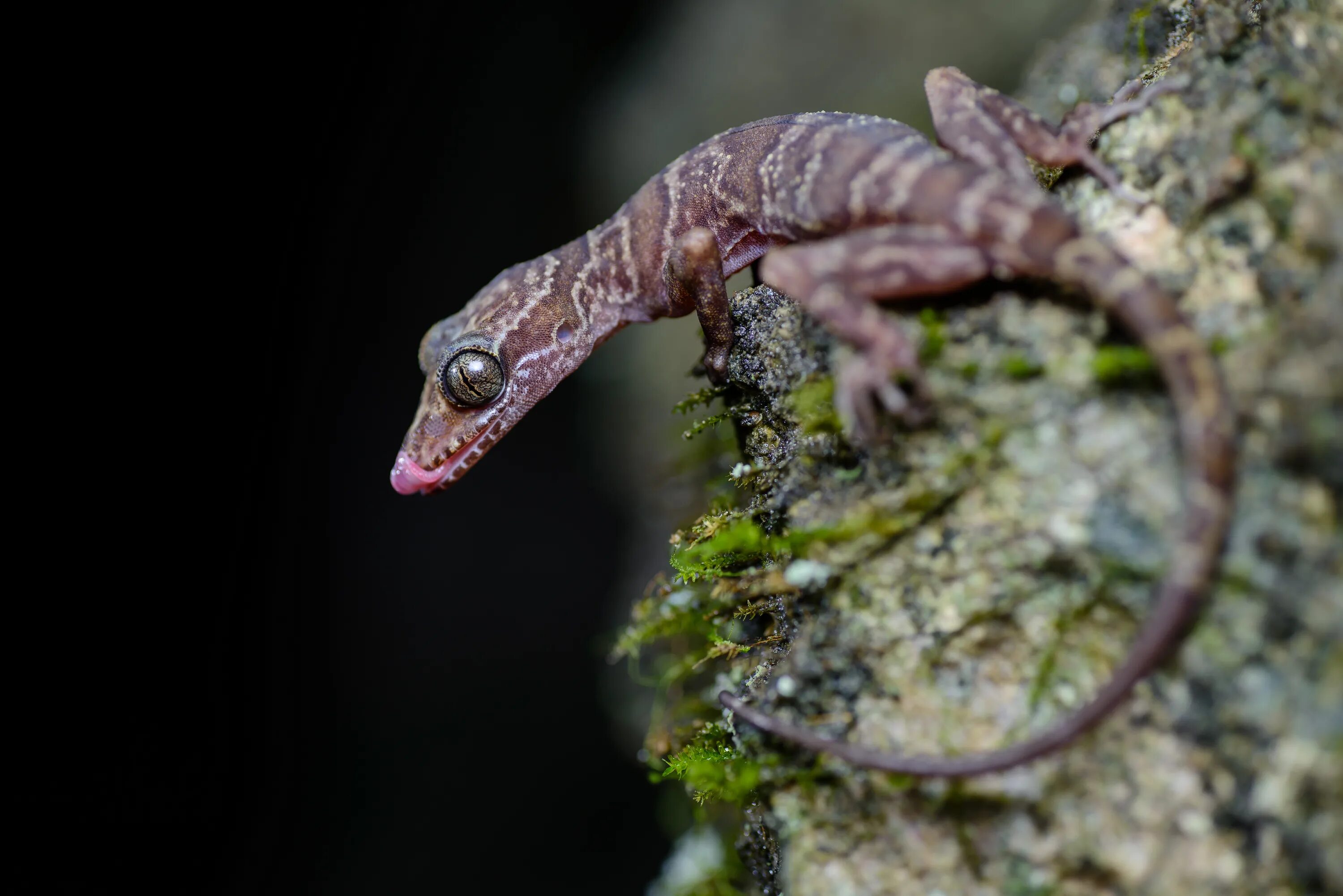 Геккон тайланд. Сцинковый геккон. КРИВОПАЛЫЕ Гекконы. Cyrtodactylus pulchellus. Пещерный геккон.