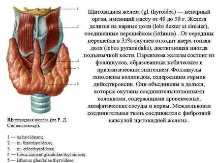 Фиброзная капсула щитовидной железы