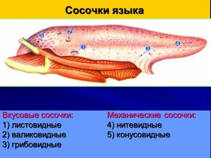 Язык человека и язык животных