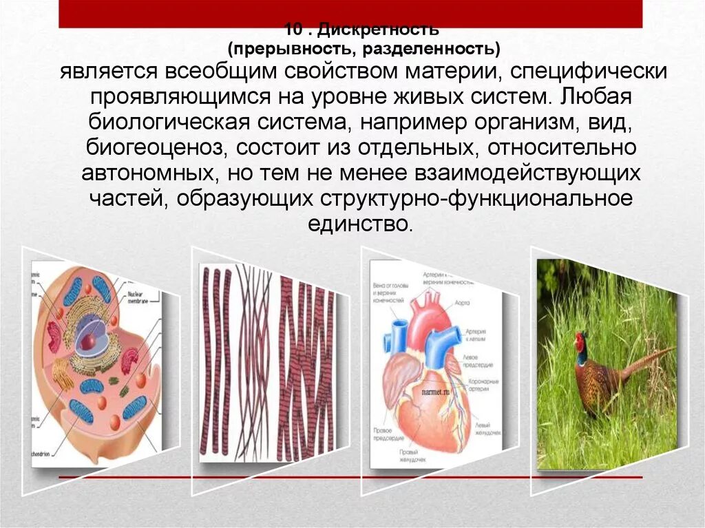 Эволюция биологическая система. Живые системы биология. Дискретность и целостность в биологии. Развитие биологических систем. Дискретность и целостность в биологии примеры.