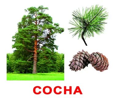Картинки надпись деревья