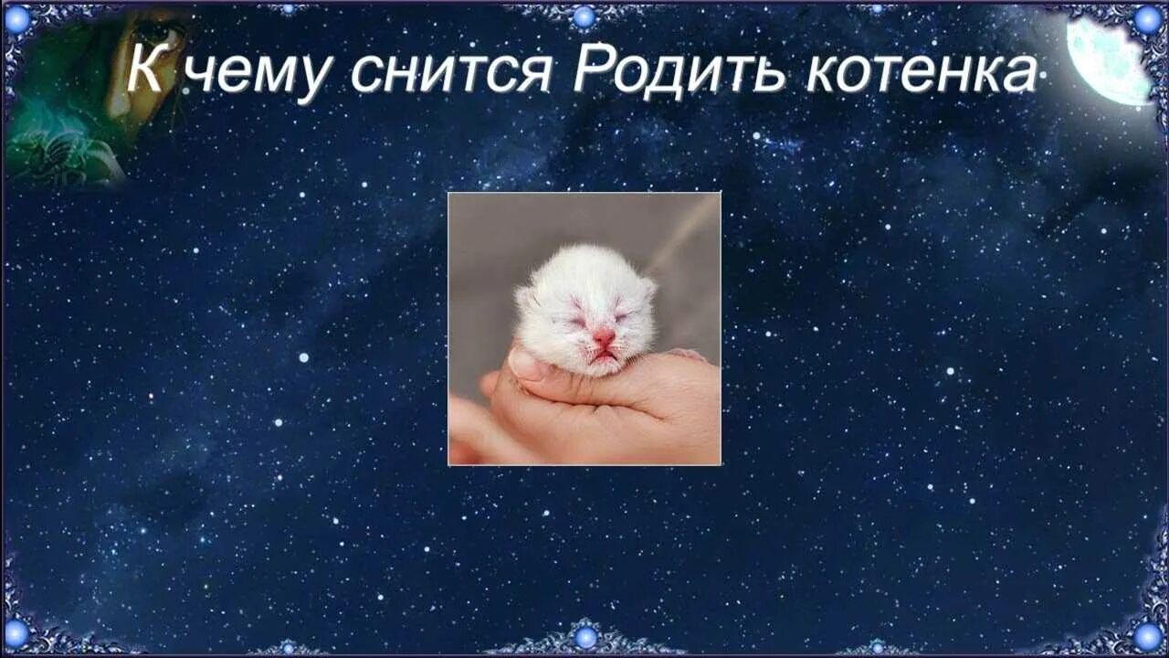 К чему приснилось родить котенка. К чему снится рождение котят. Сонник к чему снятся котята. Приснилось рождение белого котенка. К чему снятся рождающиеся котята