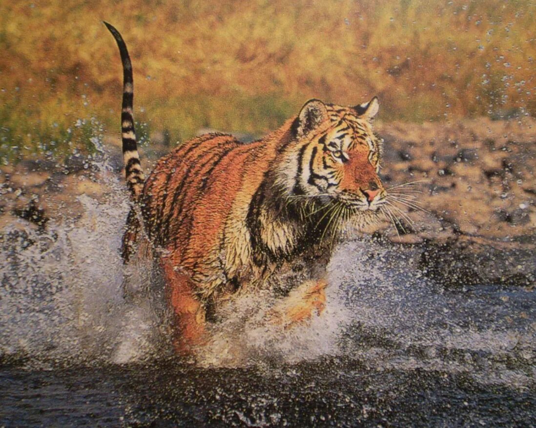 Тигр бежит. Тигр в беге. Тигр бегает. Тигр убегает.