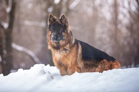 Уральские собака
