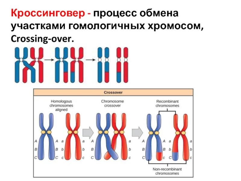 Случайное расхождение гомологичных хромосом при мейозе. Процесс кроссинговера наблюдается. Схемы процессов конъюгации и кроссинговера. Схема кроссинговера биология. Конъюгация и кроссинговер хромосом.