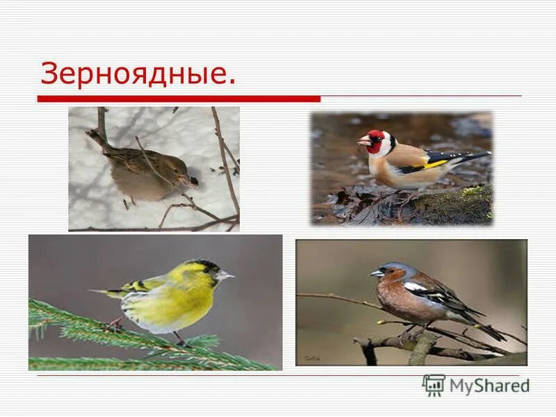 Почему зерноядные птицы. Почему зерноядные птицы