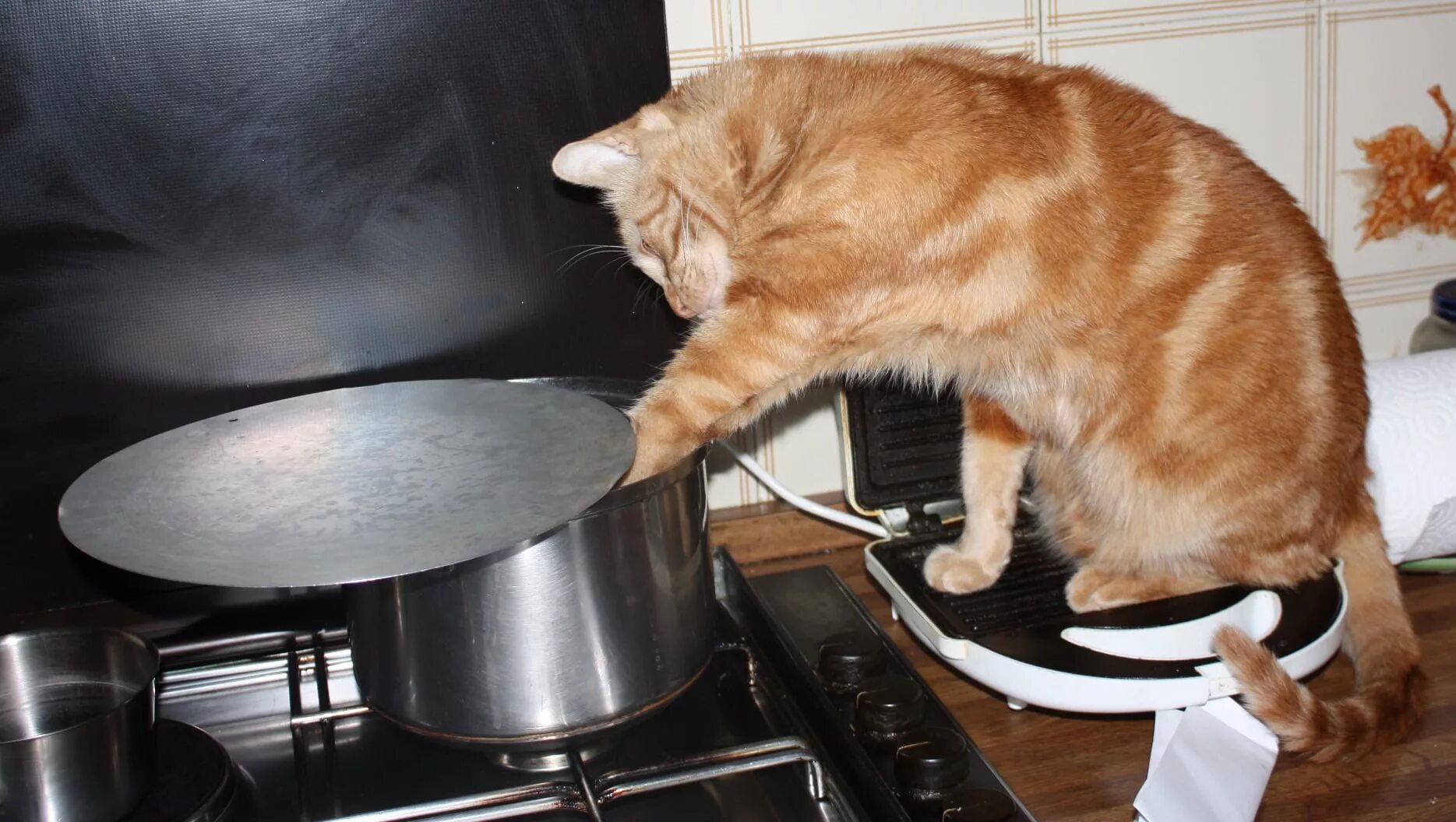Кот ворует. Кот ворует из кастрюли. Кошка на кухне. Рыжий кот на кухне. Варят кошек