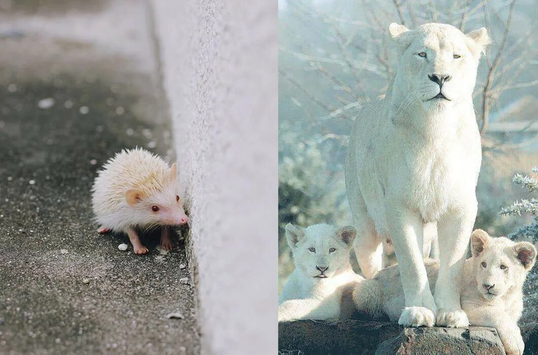 Появление в потомстве альбиноса. Ирбис альбинос. Леопард альбинос. Белый медведь альбинос. Ягуар альбинос.