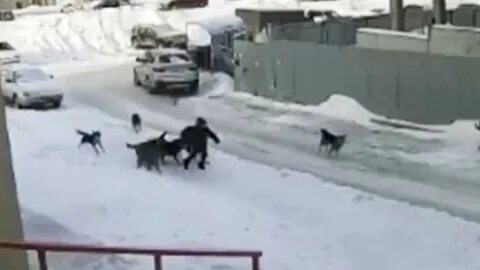 На девочку напала собака новости