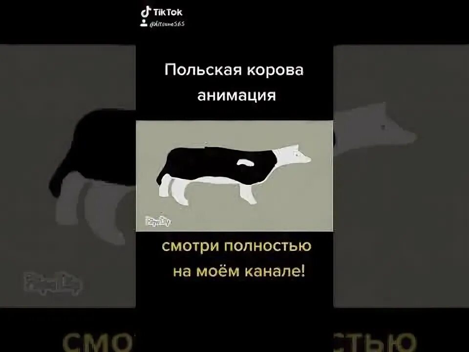 Польская корова текст на русском. Польская корова перевод на русский. Польская корова текст на русском. Перевод мема польская корова. Польская корова перевод.