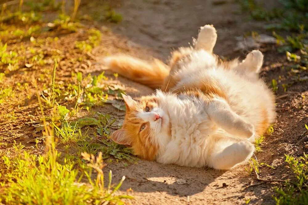 Звери под солнцем. Кот на солнышке. Кот лежит на солнышке. Кошка нежится на солнышке. Кошка на солнце.