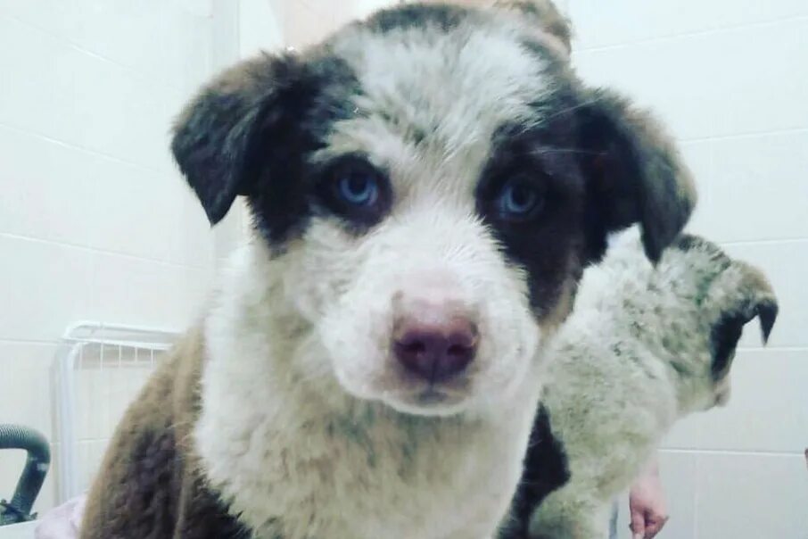 Приют из ярославля. Город собак ярославль. Щенки хаселя. Приют в городе ярославле для собак. Стая бродячих псов.