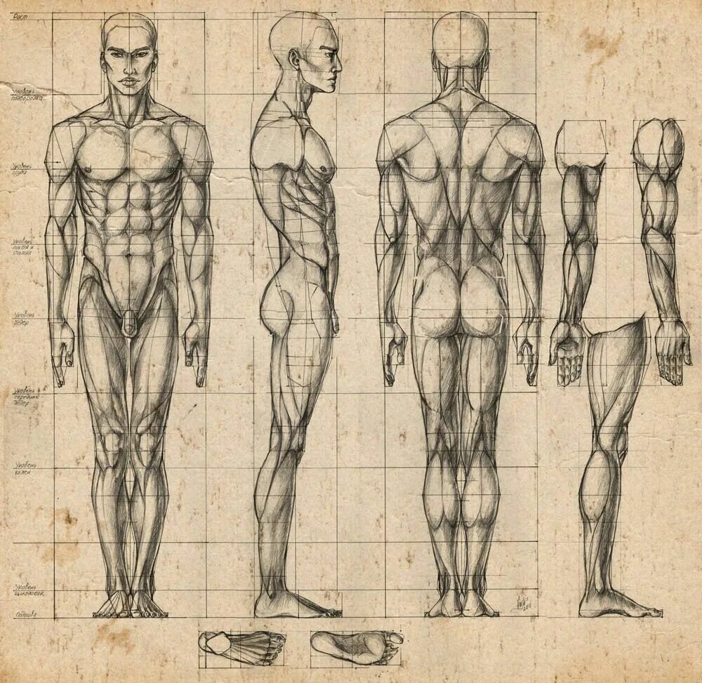 Пропорции тела человека для художников. Референс анатомия пропорции. Гицеску пластическая анатомия. Референс картины