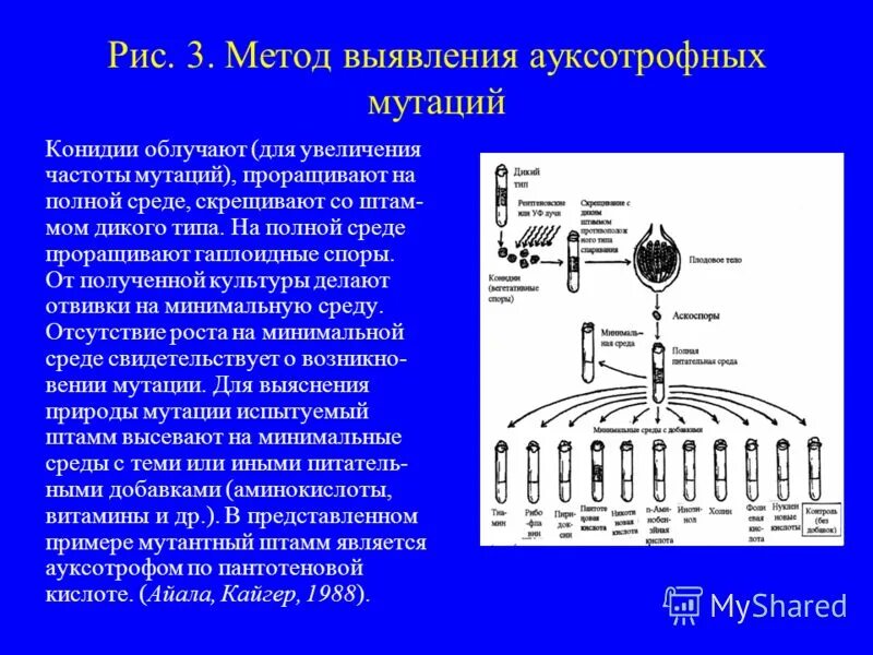 Методы определения мутаций