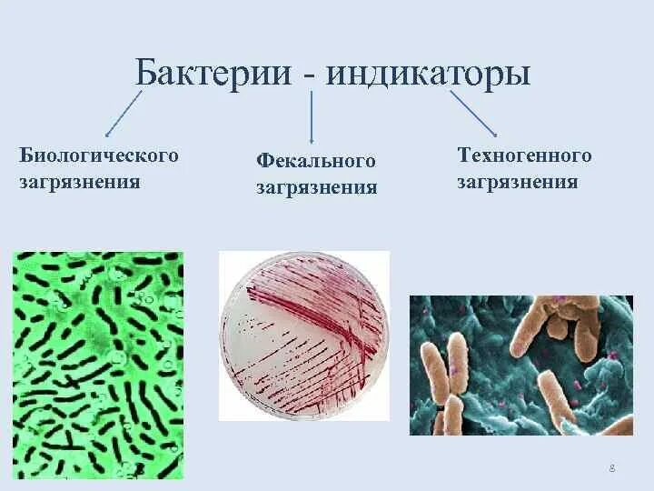 Индикаторы микроорганизмы-сапрофиты. Микроорганизмы биоиндикаторы. Индикация микроорганизмов. Микроорганизмы обитающие во внешней среде.