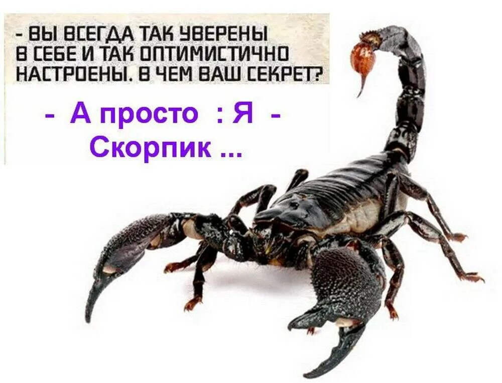 Скорпион прикол картинки. Смешной скорпион. скорпион цитаты. скорпион смешные высказывания. высказывания про скорпионов.
