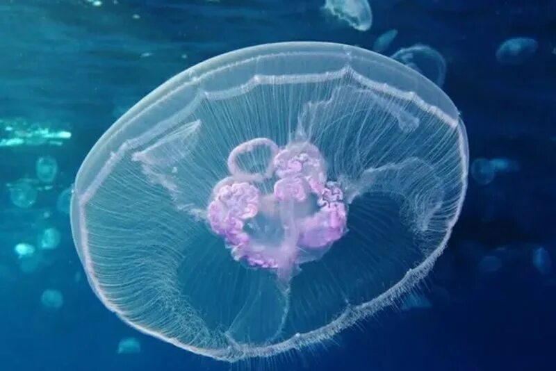 Аурелия аурита полип. Медуза аурелия нервная система. Система медузы. Медуза луна. Система медузы.