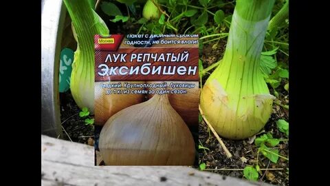 Когда сеять лук эксибишен в сибири