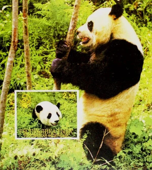 Живая панда цена в россии. Декоративная Панда Живая. На каком материке Панда. На каком материке живет большая Панда. Где живут панды в какой стране.