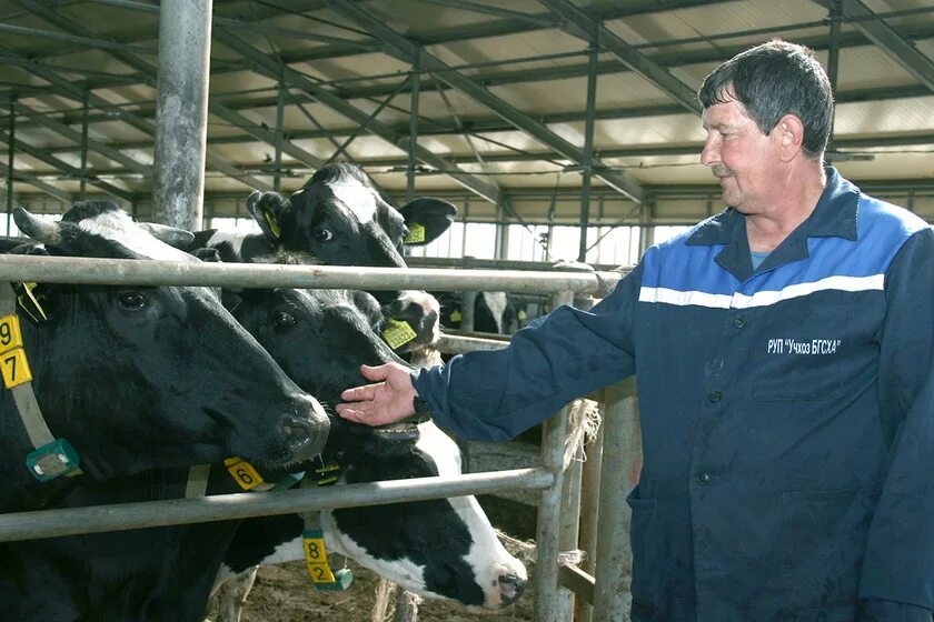 Лучший животновод. Работники животноводства. Фермер. Ооо кфх стиль поспелихинский район. Лучший животновод.