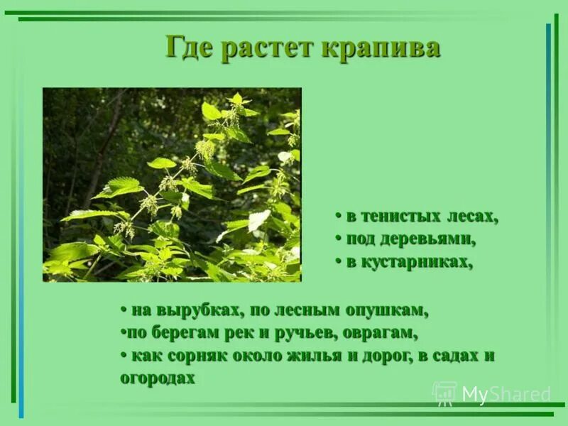 Крапива обитание. Где растет крапива. Крапива презентация для детей. Крапива презентация 3 класс. Крапива описание где растет.