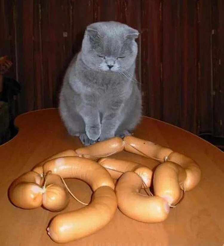 Что нибудь про котиков