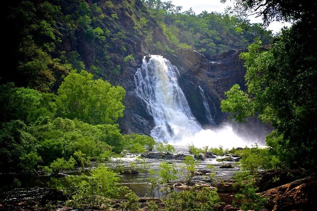 Парк Дейнтри в Австралии. Daintree Rainforest Австралия. Национальный парк Квинсленд. Тасмания водопады. Красивое дикое место