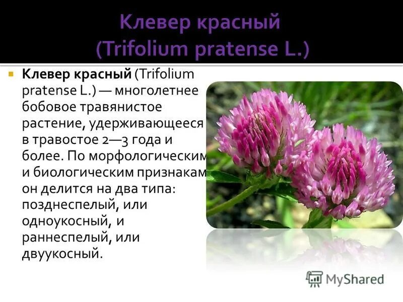 здесь у рощицы березовой клевер весело. клевер луговой бутонизации. здесь у рощицы. дикий клевер полевой. клевер луговой листья.
