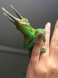 Пальцы хамелеона