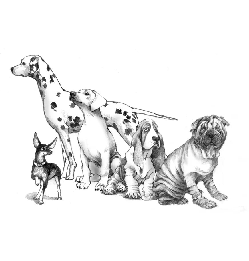 Собака иллюстрация. Иллюстрации собак разных пород. Зарисовки собак. Собака рисунок карандашом. Рисунок собаки графика