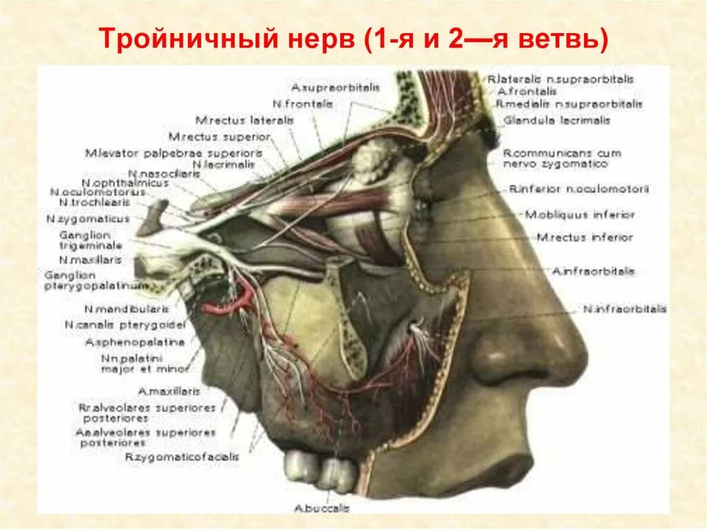 2 Ветвь тройничного нерва анатомия. Крылонебный узел тройничного нерва. Тройничный нерв анатомия Синельников. Гассеров узел тройничного.