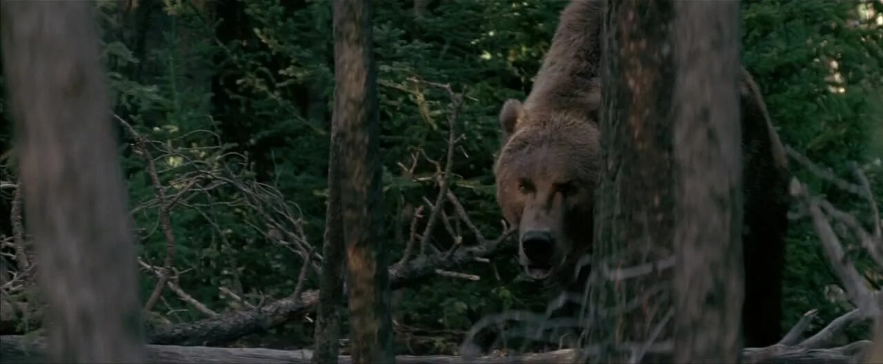 Медведь и человек. Медведь и человек. Медведь боится человека. Медведь боится человека. Боязнь медведей.