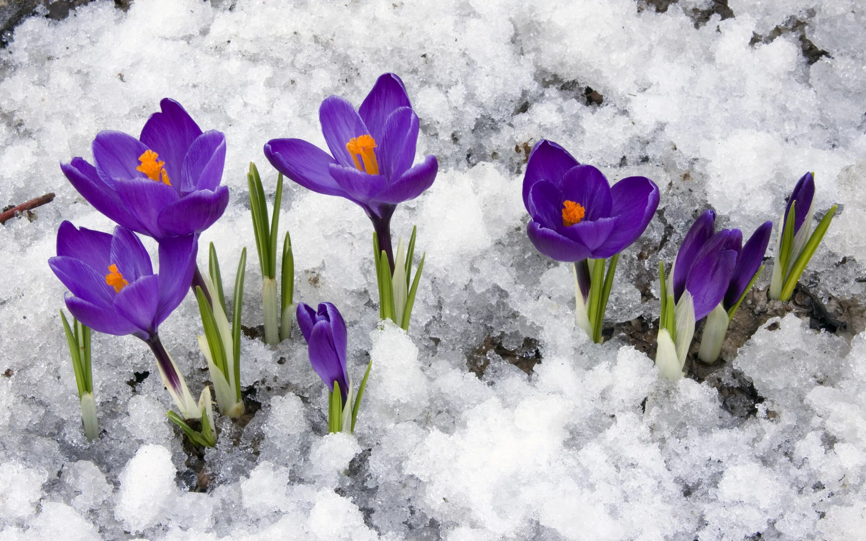 Ранние цветы картинки. Первоцветы (подснежники, крокусы, гиацинты).. Весенние цветы первоцветы Крокус. Первоцветы подснежники крокусы. Весенние первоцветы крокусы.