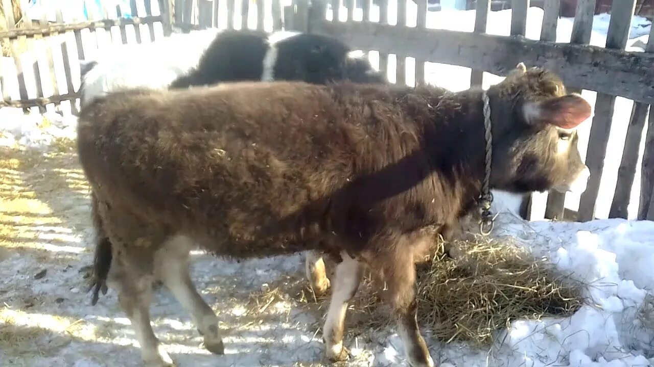 Бронхопневмония телят. Бронхопневмония молодняка КРС. Телята больные бронхопневмонией.