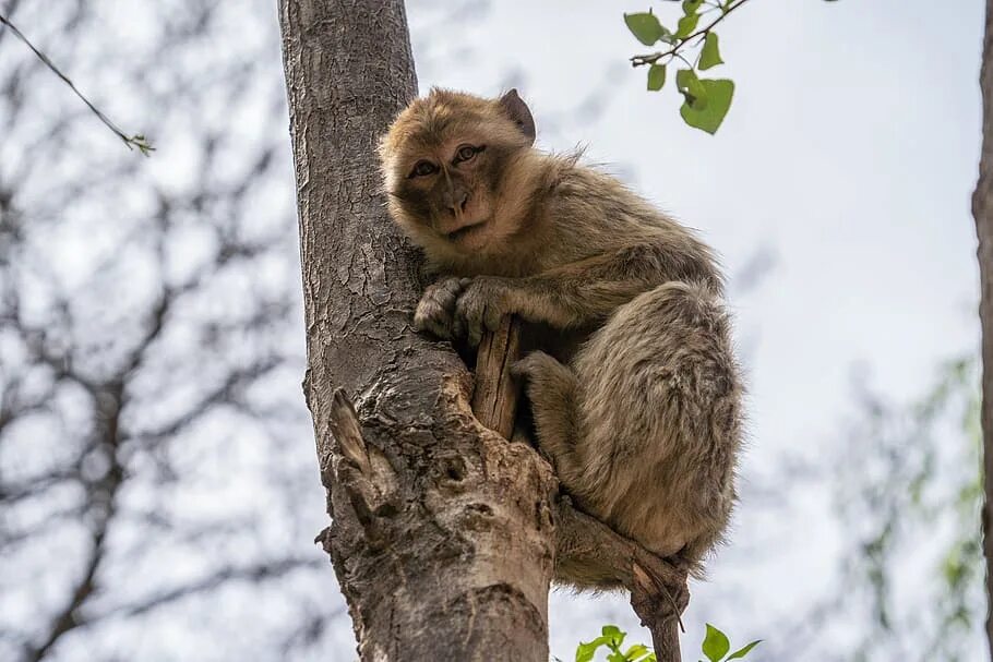 Monkeys trees