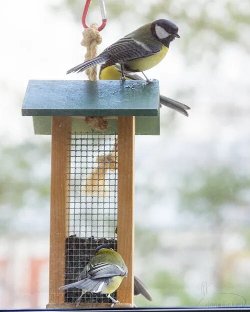 Синичка на ветке. Синичкин дом. Синица. Конкурс синичкин день фото работ. Осенние птицы.