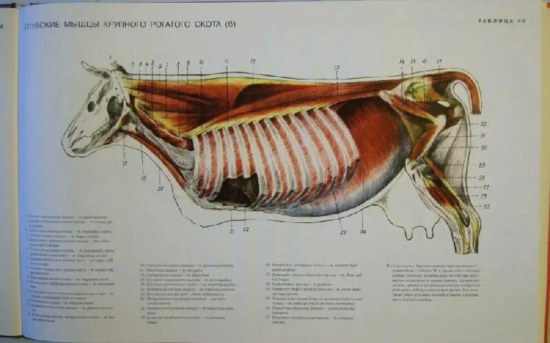 Атлас "анатомия и морфология сельскохозяйственных животных". Анатомия животных учебник. Атлас анатомии животных. Анатомия животных книга акаевский. Анатомия кошки внутренние органы атлас.