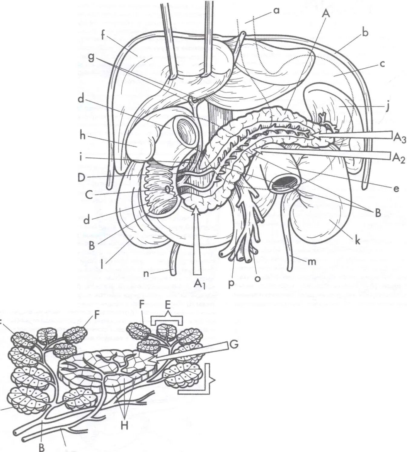 Железы пищеварительной системы анатомия. Строение пищеварительных желез человека. Органы и пищеварительные железы пищеварительного тракта рисунок 95. Функциональная анатомия больших пищеварительных желез. Больших пищеварительных желез