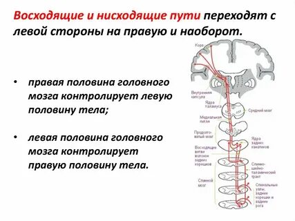 Центр регулирующий