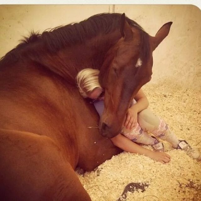 Беременна ли лошадь. Спящие лошади. Лошадиный сон.